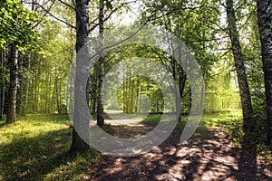 Fork of rural roads at the forest edge