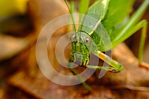 Fork-Tailed Bush Katydid