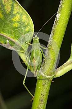 Fork tailed bush katydid nymph on milkweed leaf in Connecticut.