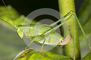 Fork tailed bush katydid nymph on milkweed leaf in Connecticut.