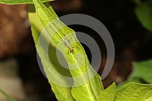 Fork-tailed Bush Katydid with Striped Antennae on Leaf