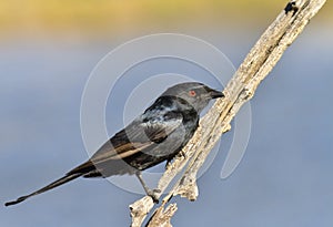 Fork tailed drongo