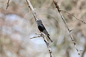 Fork tailed drongo, Dicrurus adsimilis