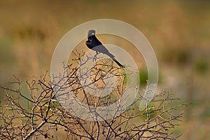 Fork-tailed Drongo, Dicrurus adsimilis, black African bird with red eye, on the bush shrubs, Okavango delta in Botswana, Africa.