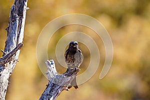 A Fork-tailed Drongo Dicrurus adsimilis looking on a branch, Ongava Private Game Reserve  neighbour of Etosha, Namibia.