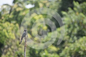 Fork-tailed Drongo (Dicrurus adsimilis) sitting on a sprinkler head