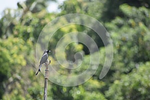 Fork-tailed Drongo (Dicrurus adsimilis) sitting on a sprinkler head