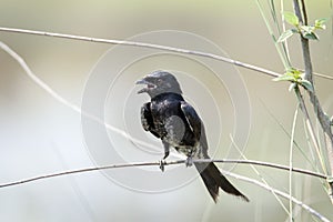 Fork tailed drongo