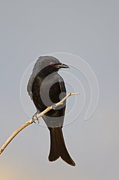 Fork-tailed Drongo perched on dry twig