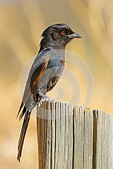 A fork-tailed drongo perched on a stump, South Africa