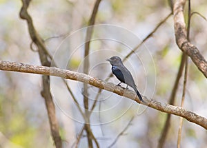 Fork-tailed Drongo perching on branch