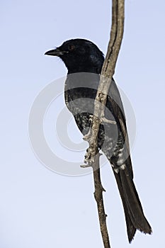 Fork Tailed Drongo, South Africa, One, solitary