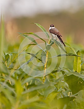 Fork-tailed Flycatcher