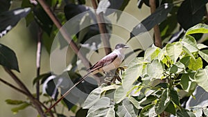Fork tailed Flycatcher Bird