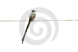 Fork-tailed flycatcher, Tyrannus savana