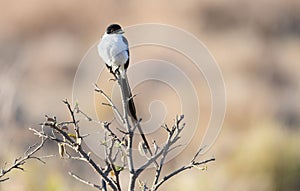 Fork-tailed Flycatcher Tyrannus savana