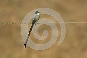 Fork-tailed flycatcher, Tyrannus savana