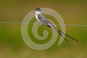 Fork-tailed Flycatcher, Tyrannus savana, black, gray and white bird with very long tail, Pantanal, Brazil