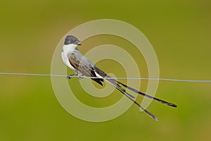 Fork-tailed Flycatcher, Tyrannus savana, black, grey and white bird with very long tail, Pantanal, Brazil. Flycatcher with open bi