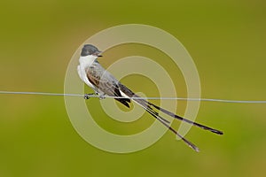 Fork-tailed Flycatcher, Tyrannus savana, black, grey and white bird with very long tail, Pantanal, Brazil. Flycatcher with open bi photo