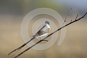 Fork-tailed Flycatcher (Tyrannus savana photo