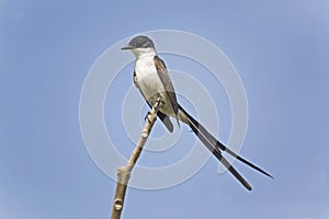 Fork-tailed Flycatcher, Tyrannus savana, perched on branch