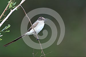 Fork-tailed Flycatcher Tyrannus savana perched on a scribble
