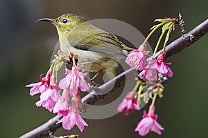 Fork-tailed Sunbird