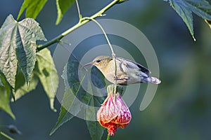 Fork-tailed Sunbird