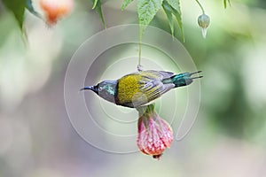 Fork-tailed Sunbird