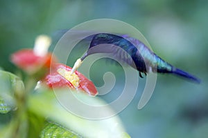 Fork-tailed Woodnymph Hummingbird