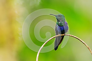 Fork-tailed Woodnymph - Thalurania furcata