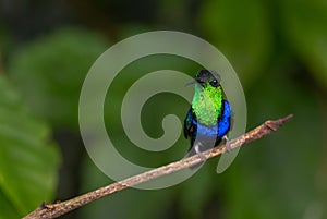 Fork-tailed Woodnymph - Thalurania furcata