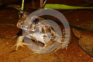 The fork-tongued frogs - Limnonectes, fanged frogs, in natural habitat in Sarawak, Borneo