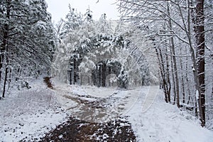 Fork in Winter forest Path