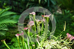 The Forked-Leaf Sundew