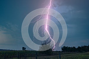 Forked lightning strikes behind a tree