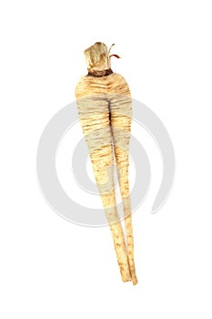 Forked and Misshaped Parsnip Vegetable