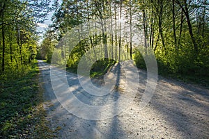 Forked road and green trees and sun light