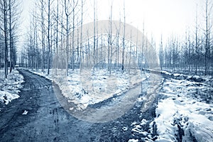 Forked road in the grove