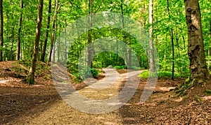 Forked roads in green forest