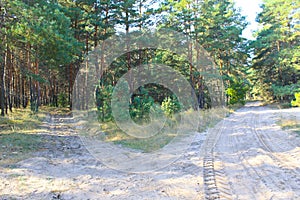 Forked sandy roads in pine forest