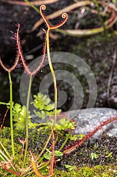 Forked Sundew or Fork-leaved Sundew