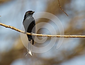 A Forked-tailed Drongo