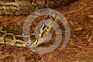 Forked Tongue on a Burmese Python Snake