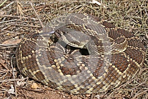 Forked Tongue Large Southern Pacific Rattle Snake Crotalus oreganus helleri coiled in Southern California