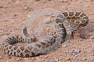 Forked tongue of a rattlesnake, Crotalus oreganus lutosus