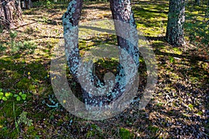 The forked trunk of a pine tree is affected by lichen.Textured wood surface with a colony of lichens. Mushroom ecosystem