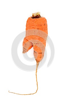Forked Twisted Carrot Vegetable