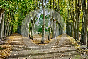 Forking road lined with colorful autumn trees